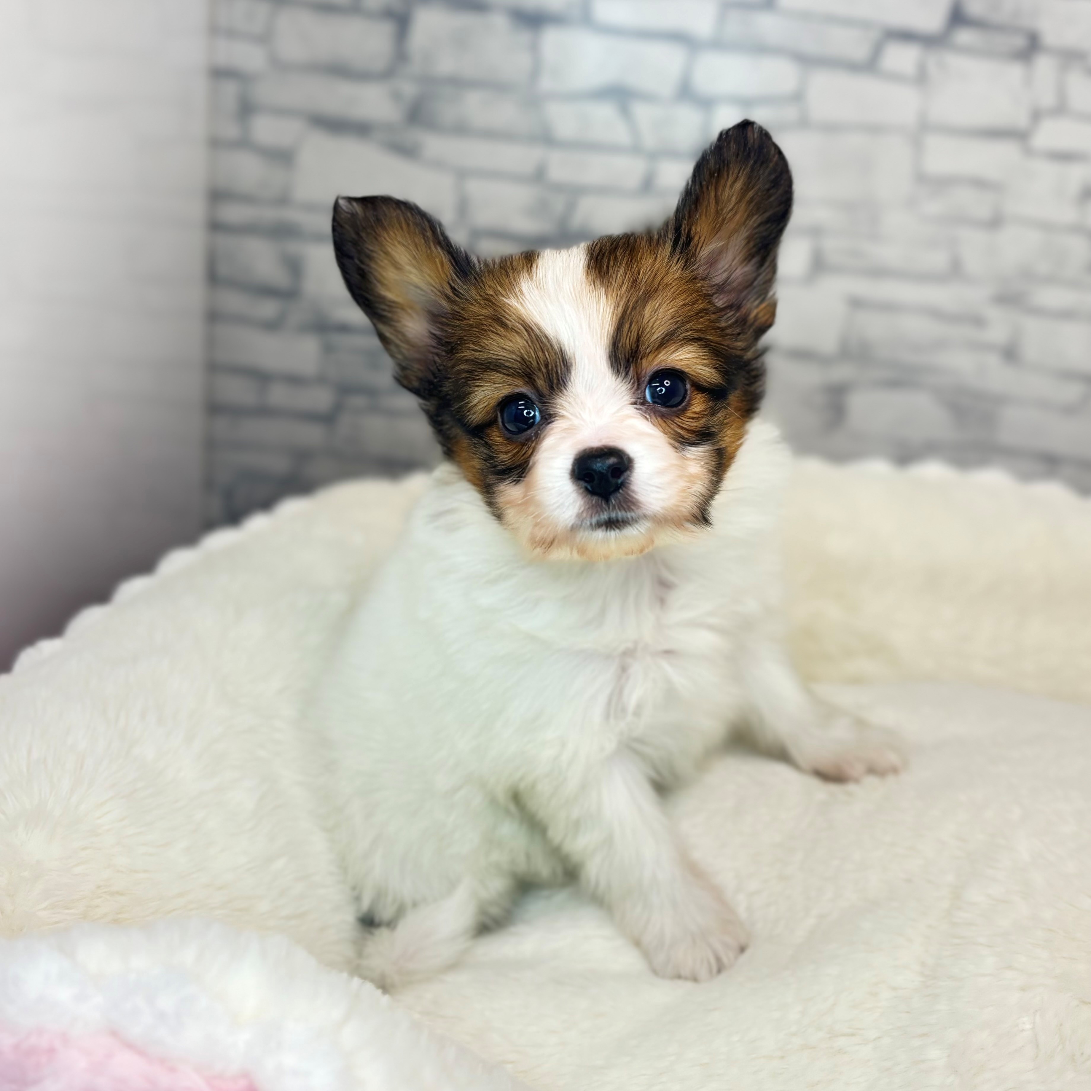 長野県のパピヨン (犬の家＆猫の里長野店/2025年11月10日生まれ/女の子/ホワイトブラウン)の子犬の3枚目の画像