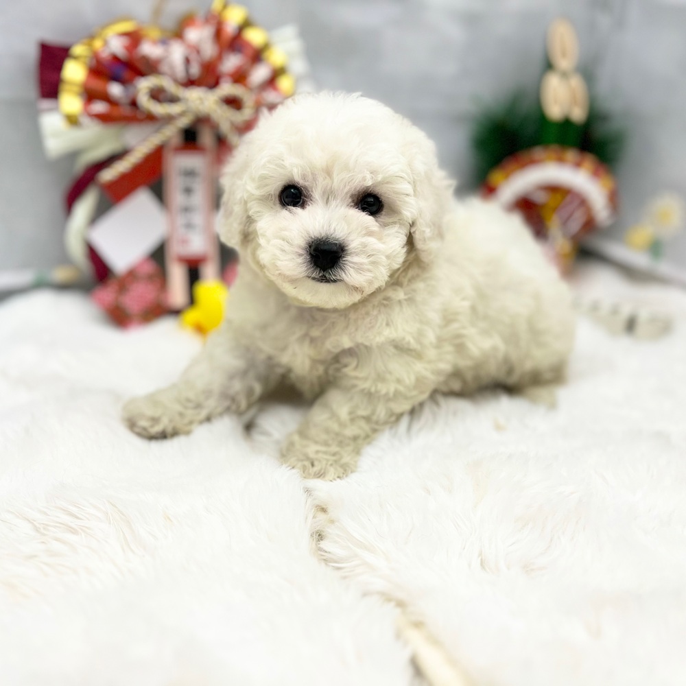 静岡県のビションフリーゼ (犬の家＆猫の里MEGAドン・キホーテ袋井店/2025年11月9日生まれ/男の子/ホワイト)の子犬の3枚目の画像