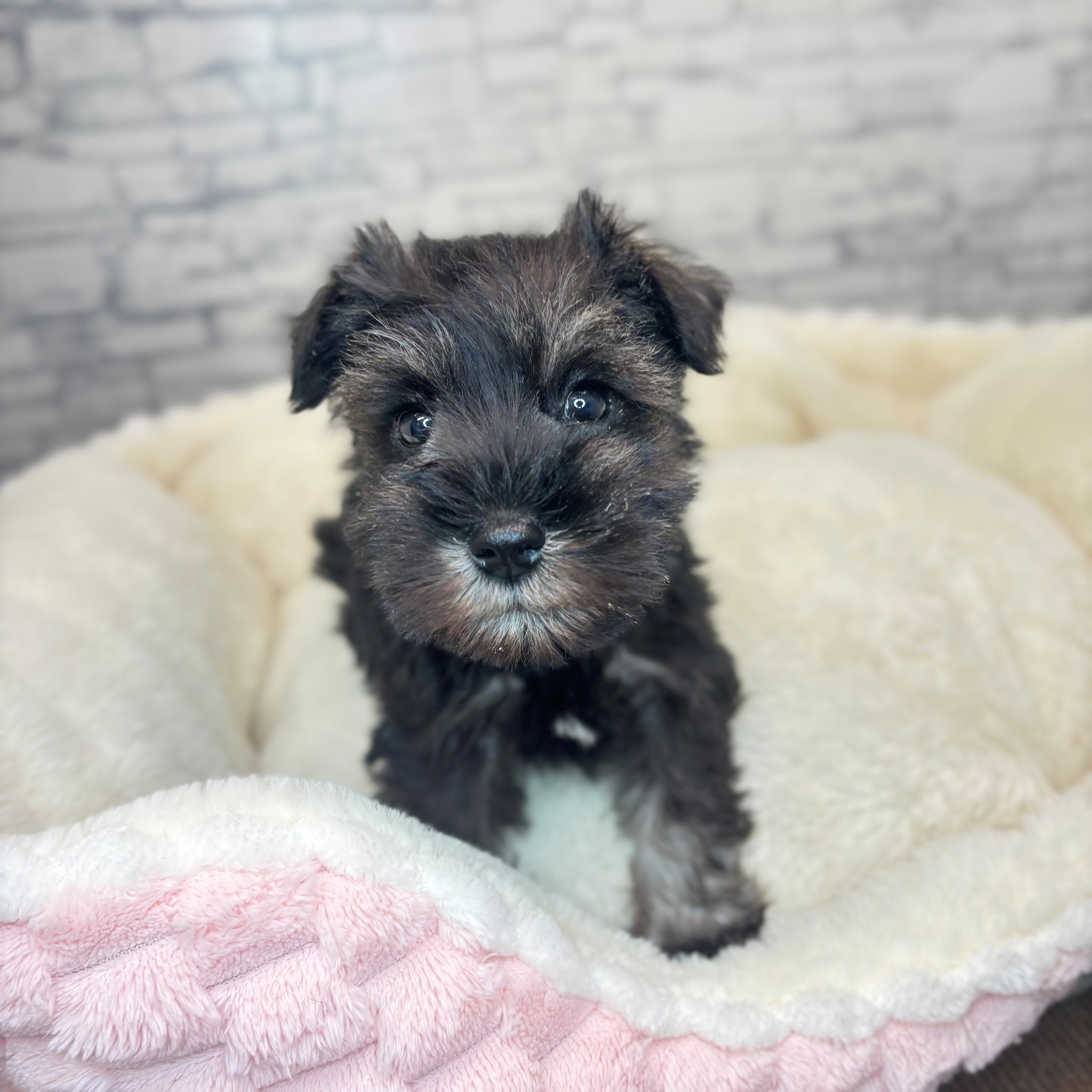 長野県のミニチュアシュナウザー (犬の家＆猫の里長野店/2025年11月11日生まれ/男の子/ソルトペッパー)の子犬の3枚目の画像