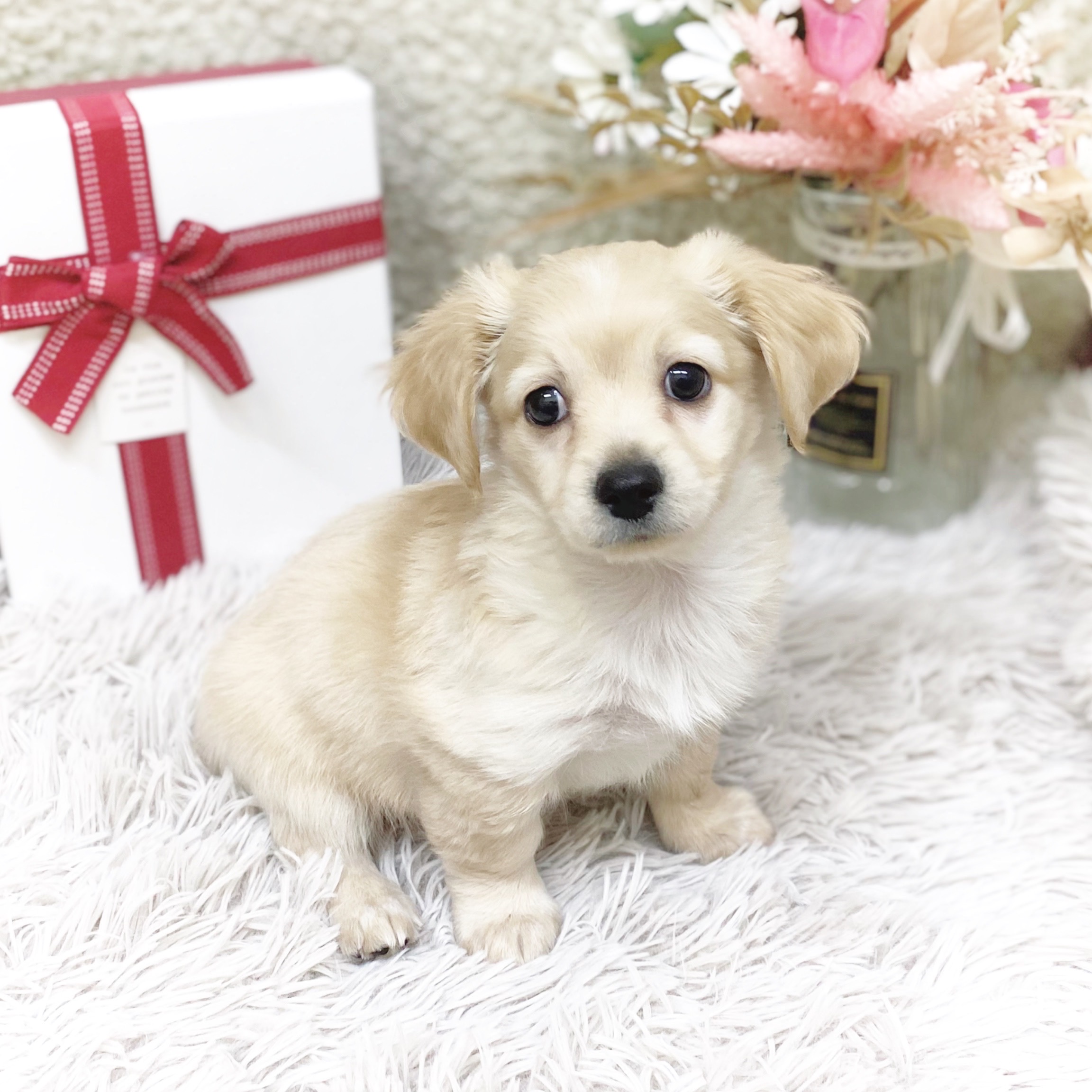 静岡県のチワックス(チワワ×ダックス) (犬の家＆猫の里藤枝店/2025年11月11日生まれ/男の子/イエロー)の子犬の3枚目の画像