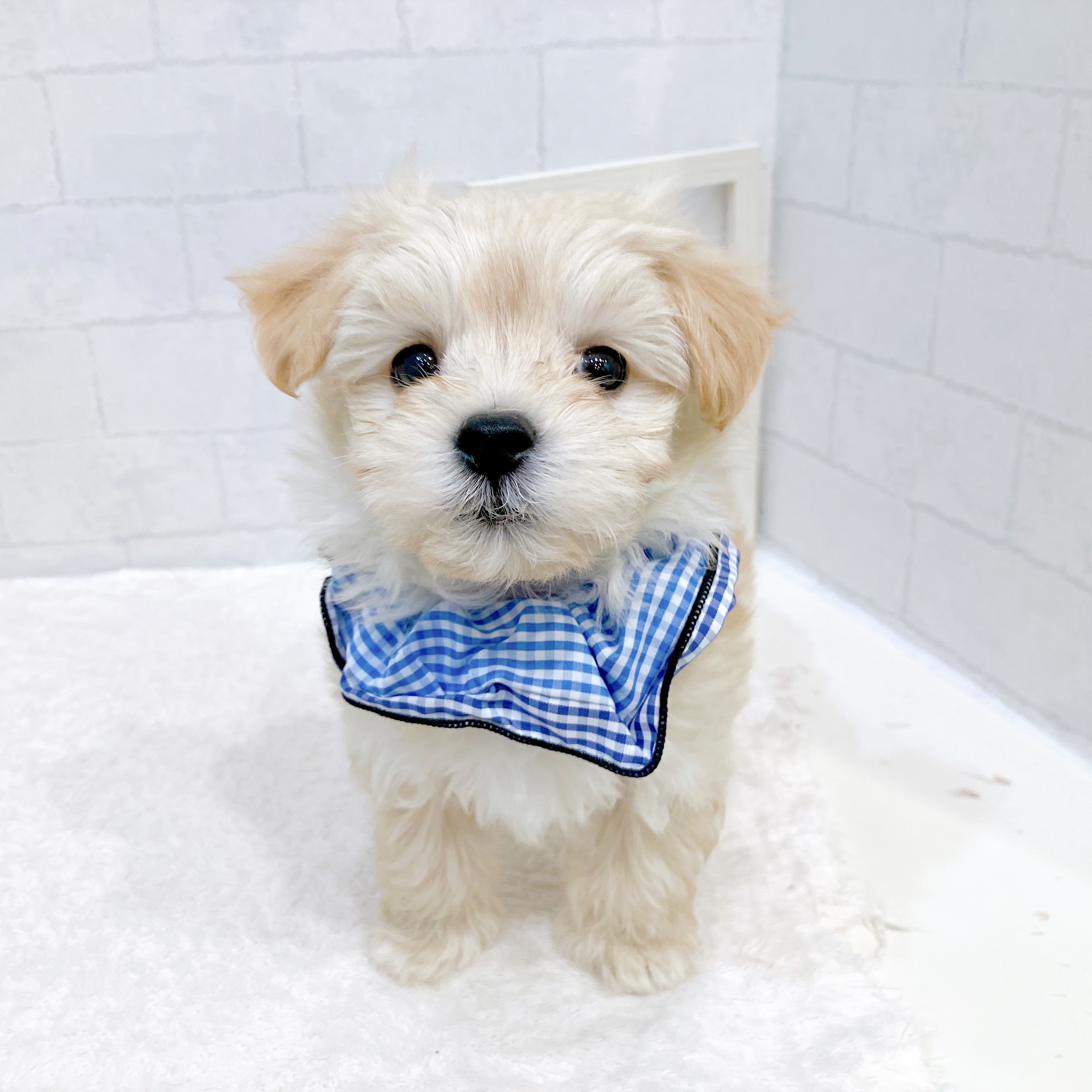 石川県のマルプー(マルチーズ×プードル) (犬の家＆猫の里金沢店/2025年11月10日生まれ/男の子/クリーム)の子犬の3枚目の画像