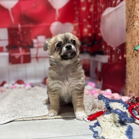 福岡県のチワワ(ロング) (犬の家＆猫の里トリアス久山店/2025年11月11日生まれ/男の子/フォーンホワイト)の子犬の3枚目の画像