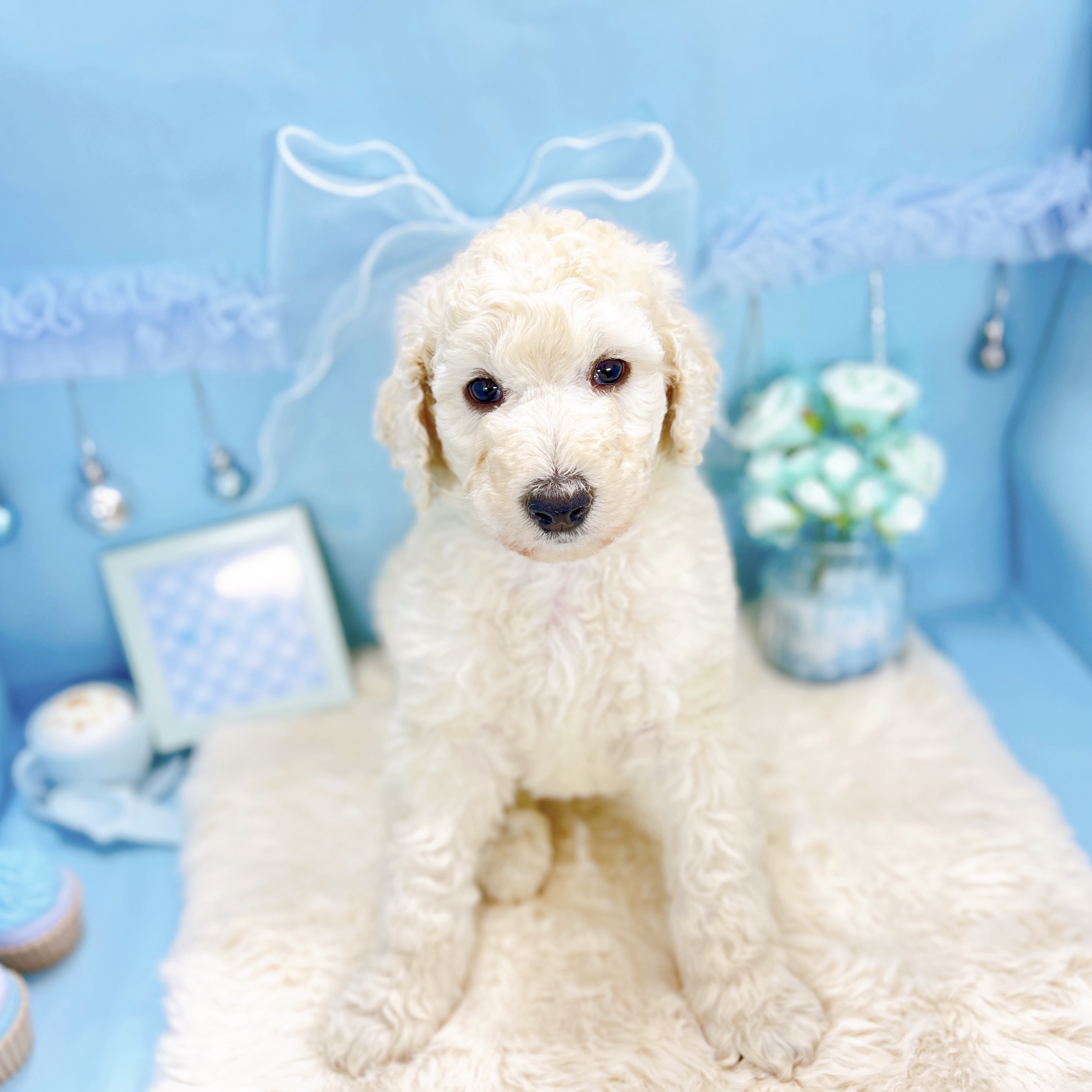 福井県のスタンダードプードル (犬の家＆猫の里アミーゴ福井大和田店/2025年11月11日生まれ/男の子/クリーム)の子犬の1枚目の画像