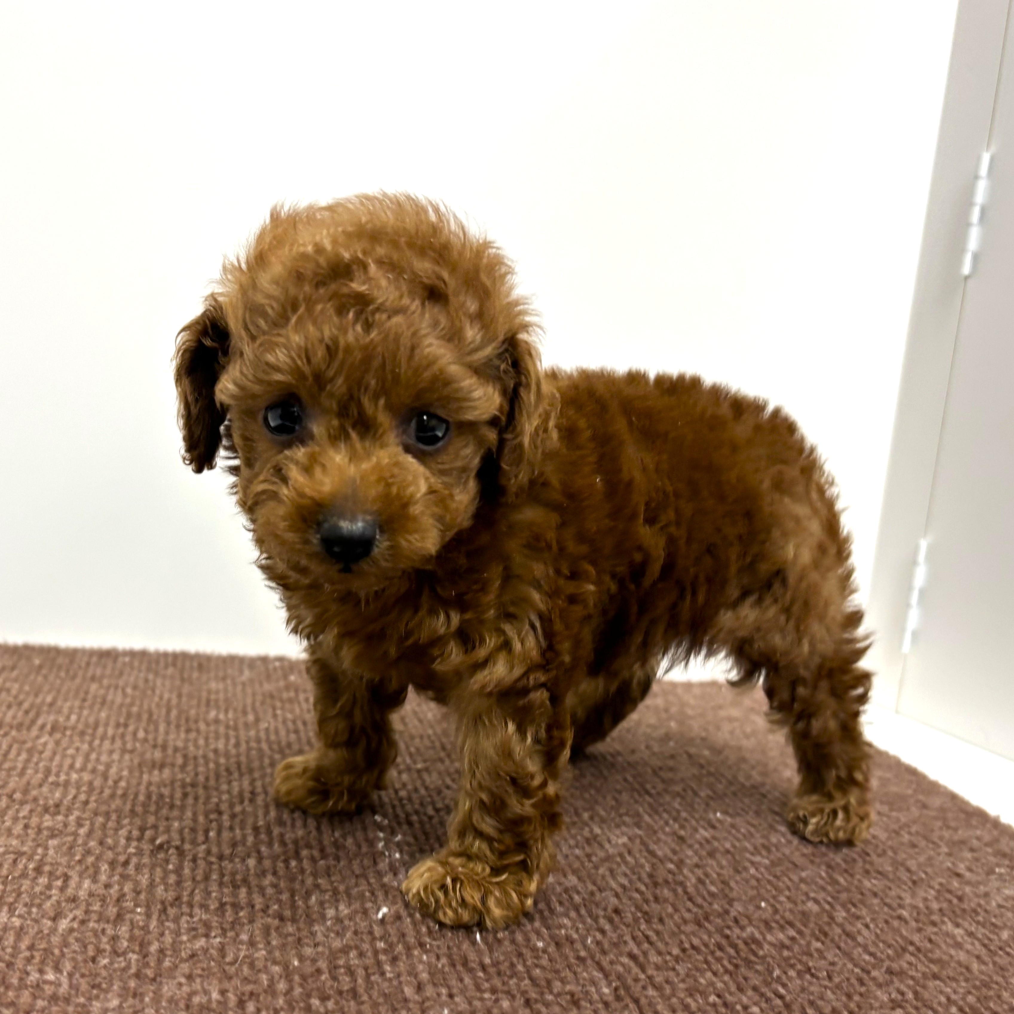 神奈川県のトイプードル(トイ) (犬の家＆猫の里相模原店/2025年11月9日生まれ/女の子/レッド)の子犬の3枚目の画像