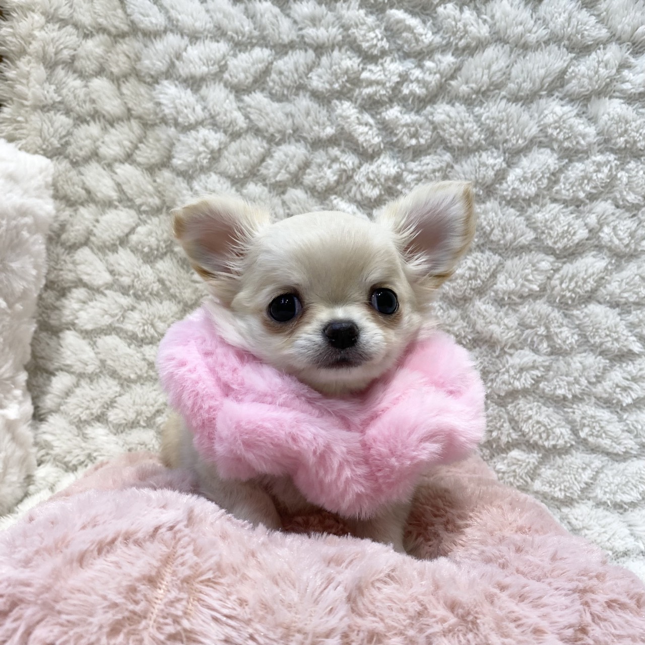 長野県のチワワ(ロング) (犬の家＆猫の里カインズ梓川店/2025年11月9日生まれ/女の子/クリームホワイト)の子犬の1枚目の画像