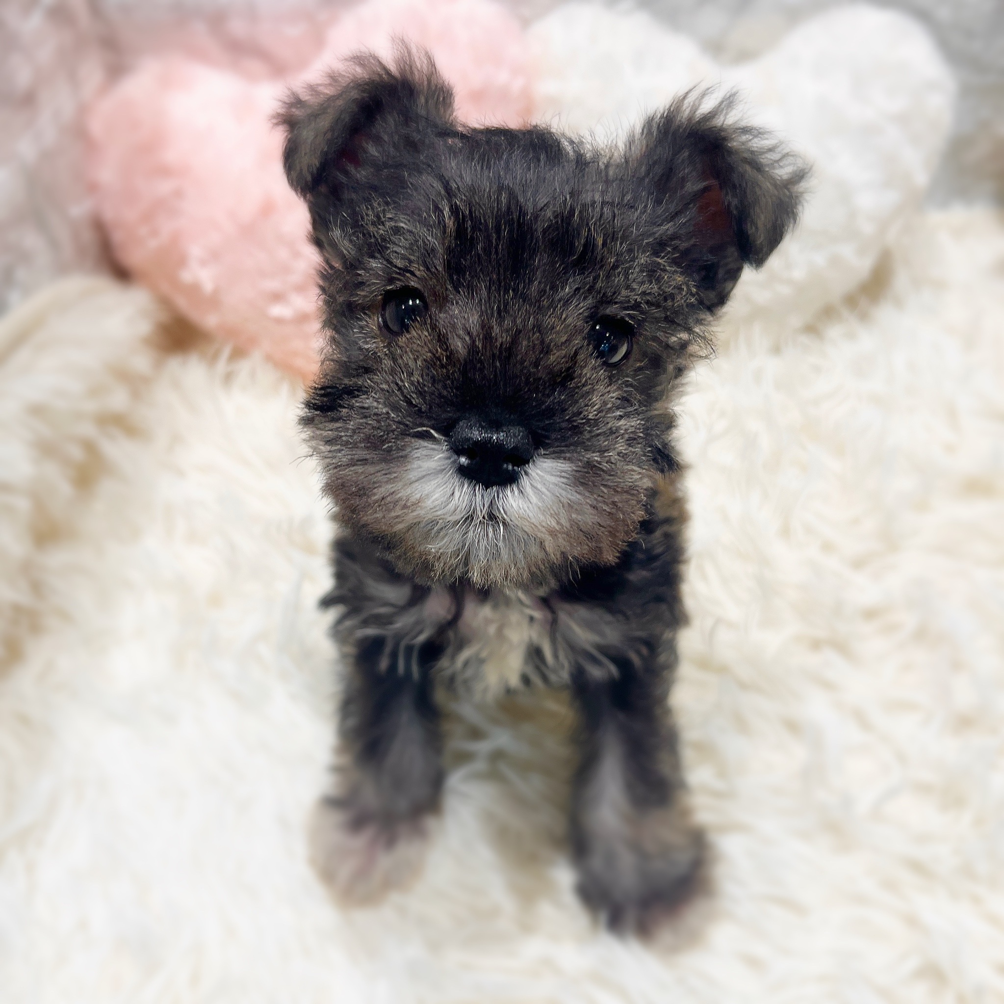 愛知県のミニチュアシュナウザー (犬の家＆猫の里MiO香久山店/2025年11月8日生まれ/男の子/ソルトペッパー)の子犬の3枚目の画像
