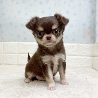 静岡県のチワワ(ロング) (犬の家＆猫の里マークイズ静岡店/2025年11月11日生まれ/女の子/チョコレートタンホワイト)の子犬の1枚目の画像