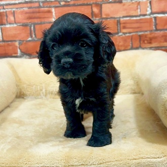 神奈川県のアメリカンコッカースパニエル (犬の家＆猫の里小田原店/2025年11月11日生まれ/女の子/ブラックホワイト)の子犬の3枚目の画像