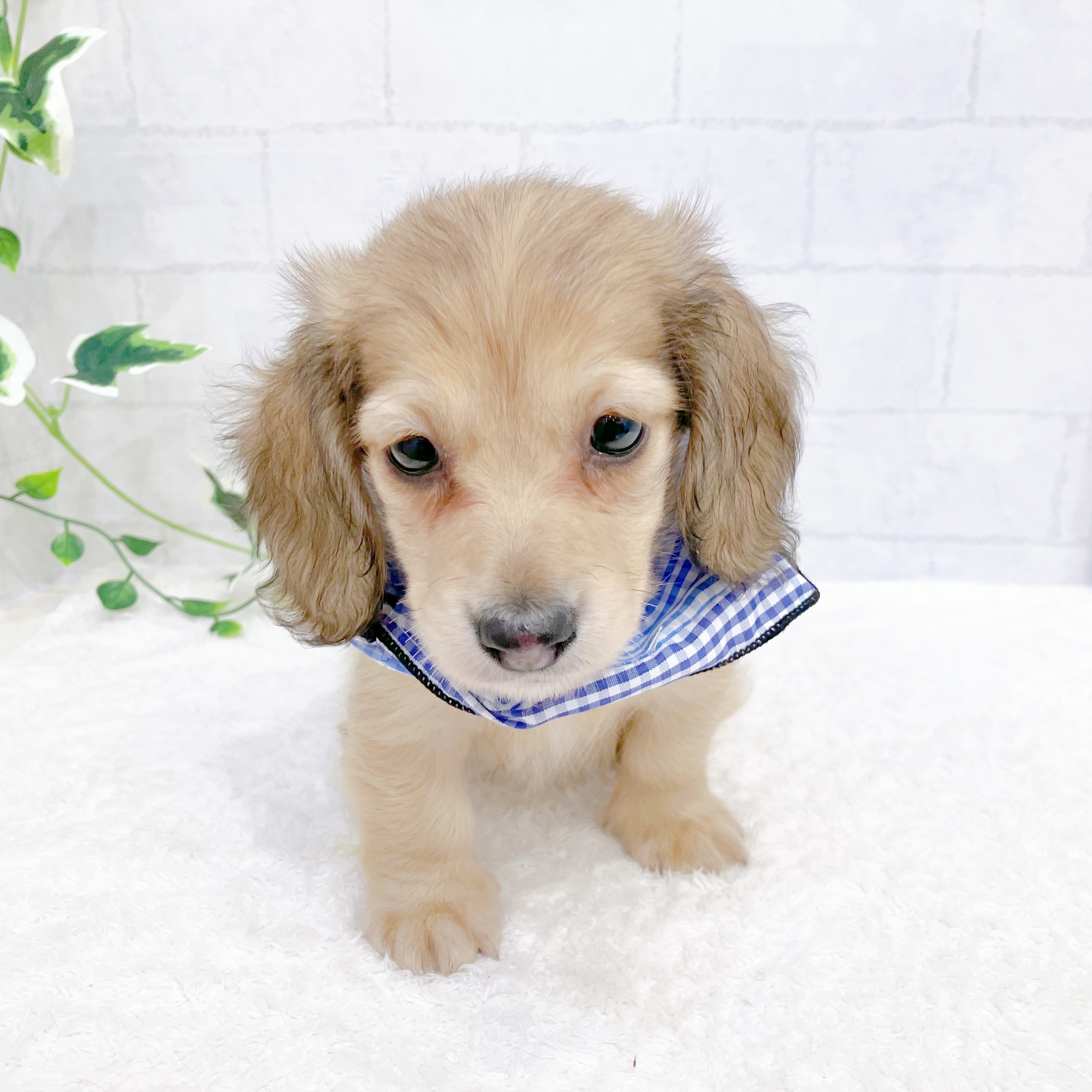 石川県のミニチュアダックスフンド(ロング) (犬の家＆猫の里金沢店/2025年11月9日生まれ/男の子/シェーデットイエロー)の子犬の3枚目の画像