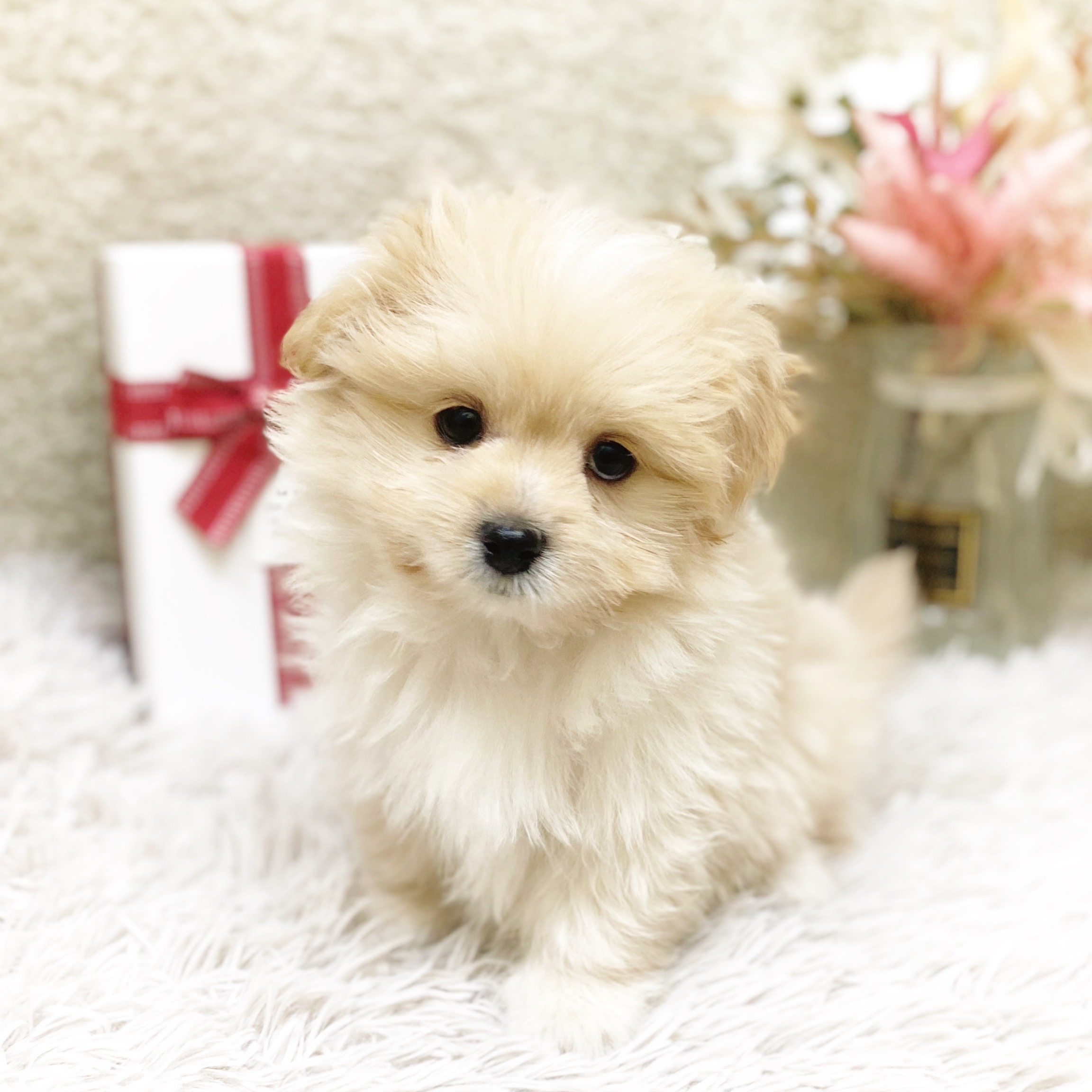 静岡県のポメズー/ポメシーズ(ポメラニアン×シーズー) (犬の家＆猫の里藤枝店/2025年11月9日生まれ/男の子/クリーム)の子犬の3枚目の画像