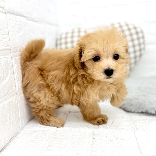 愛知県のマルプー(マルチーズ×プードル) (犬の家＆猫の里豊川インター店/2025年11月9日生まれ/男の子/アプリコット)の子犬の3枚目の画像