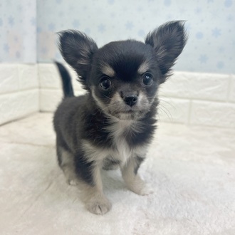 静岡県のチワワ(ロング) (犬の家＆猫の里マークイズ静岡店/2025年11月10日生まれ/女の子/ブラッククリームホワイト)の子犬の3枚目の画像