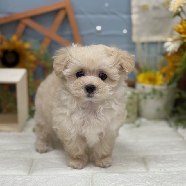 千葉県のマルプー(マルチーズ×プードル) (犬の家＆猫の里ワンズモール稲毛店/2025年11月9日生まれ/女の子/クリーム)の子犬の3枚目の画像