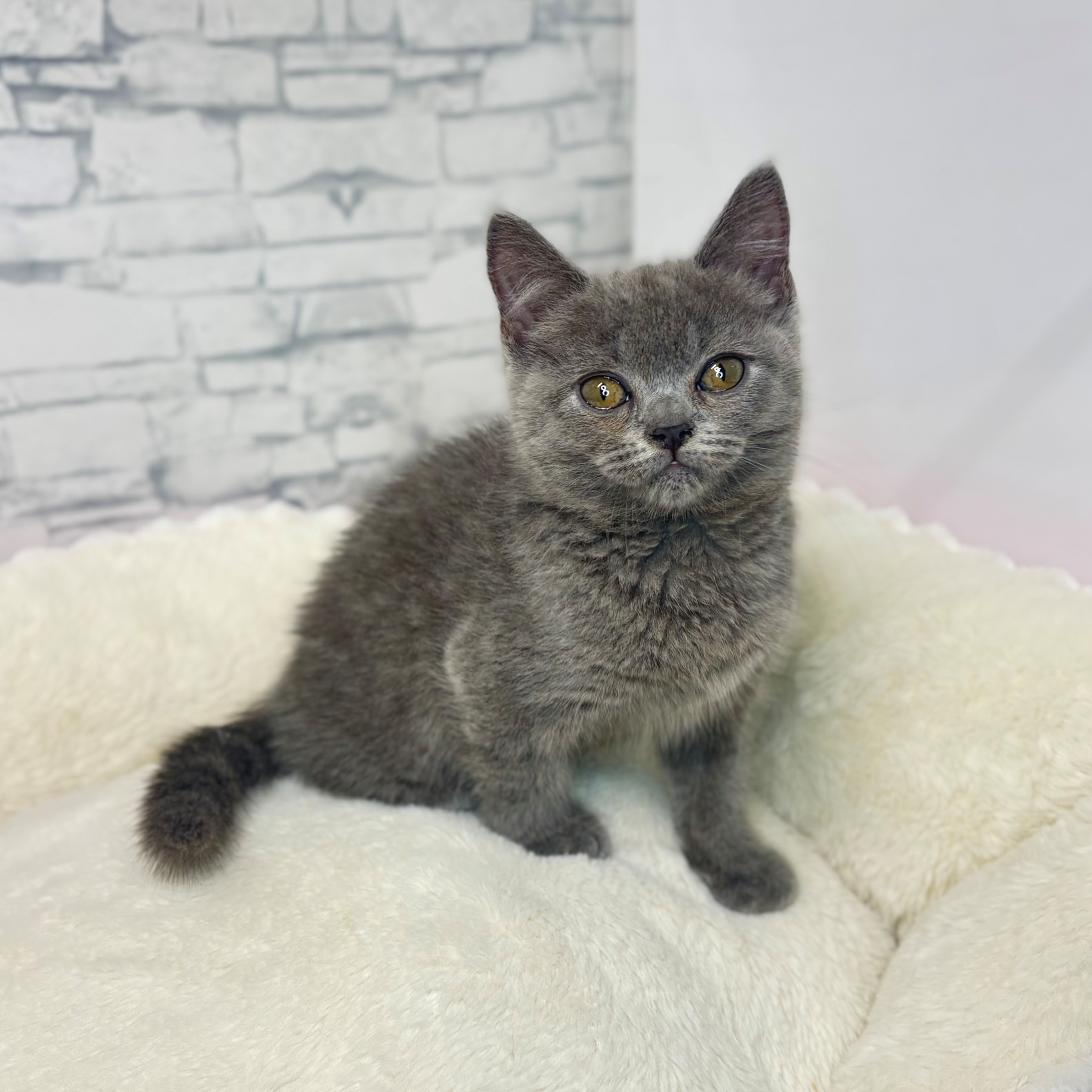 長野県のブリティッシュショートヘアー (犬の家＆猫の里長野店/2025年11月11日生まれ/女の子/ブルー)の子猫