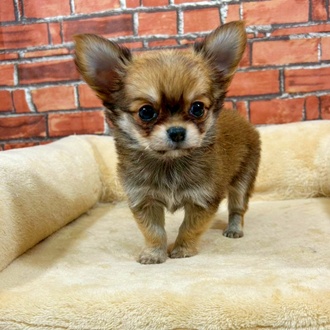 神奈川県のチワワ(ロング) (犬の家＆猫の里小田原店/2025年11月11日生まれ/男の子/セーブル)の子犬の3枚目の画像