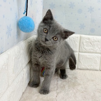静岡県のブリティッシュショートヘアー (犬の家＆猫の里マークイズ静岡店/2025年11月11日生まれ/女の子/ブルー)の子猫の3枚目の画像