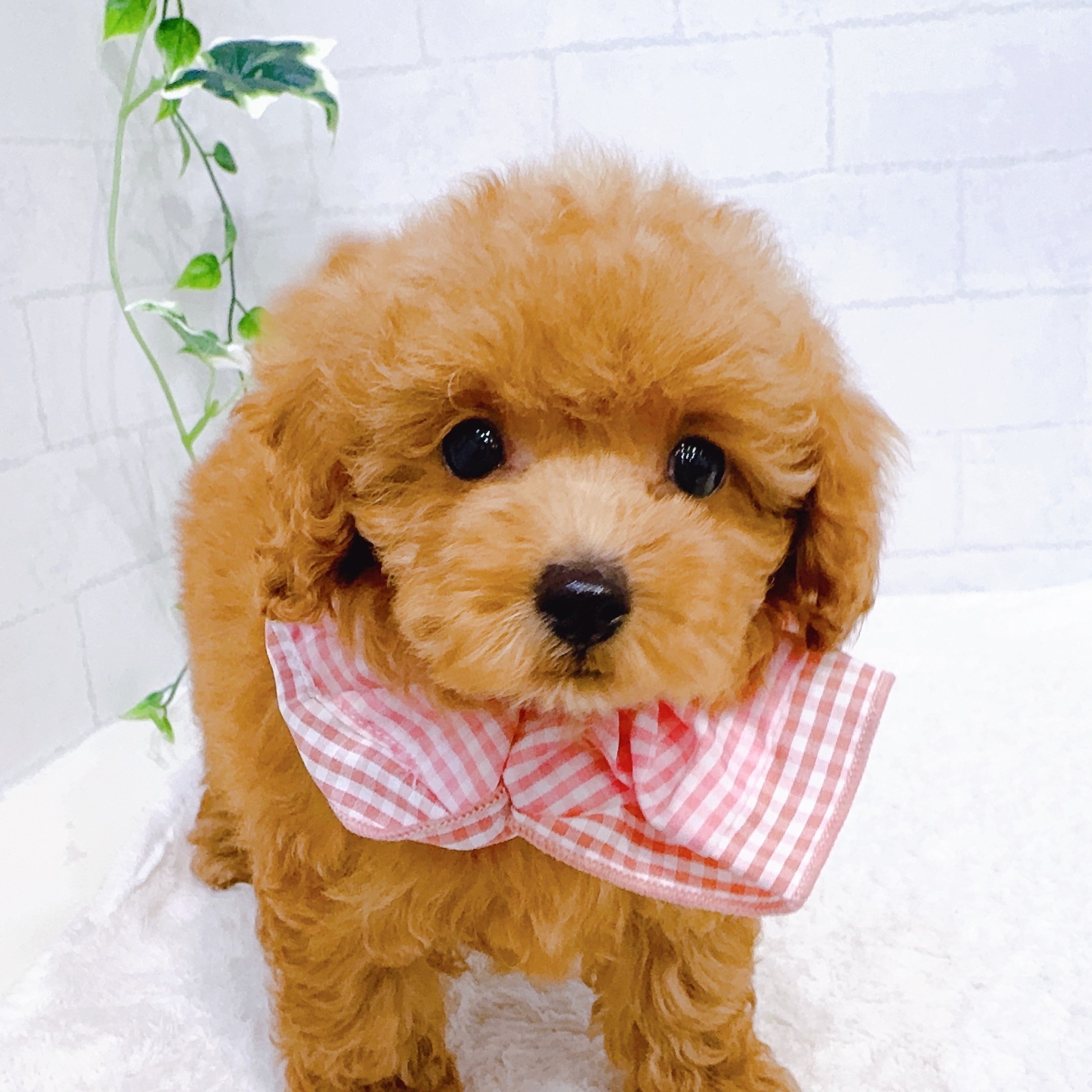 石川県のトイプードル(トイ) (犬の家＆猫の里金沢店/2025年11月10日生まれ/女の子/レッド)の子犬の3枚目の画像