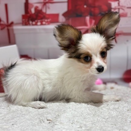 福岡県のパピヨン (犬の家＆猫の里トリアス久山店/2025年11月11日生まれ/女の子/ホワイトブラウン)の子犬の3枚目の画像