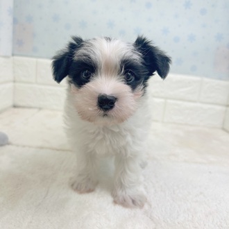 静岡県のシュナマル/マルシュナ(シュナウザー×マルチーズ) (犬の家＆猫の里マークイズ静岡店/2025年11月11日生まれ/男の子/ホワイトブラック)の子犬の3枚目の画像