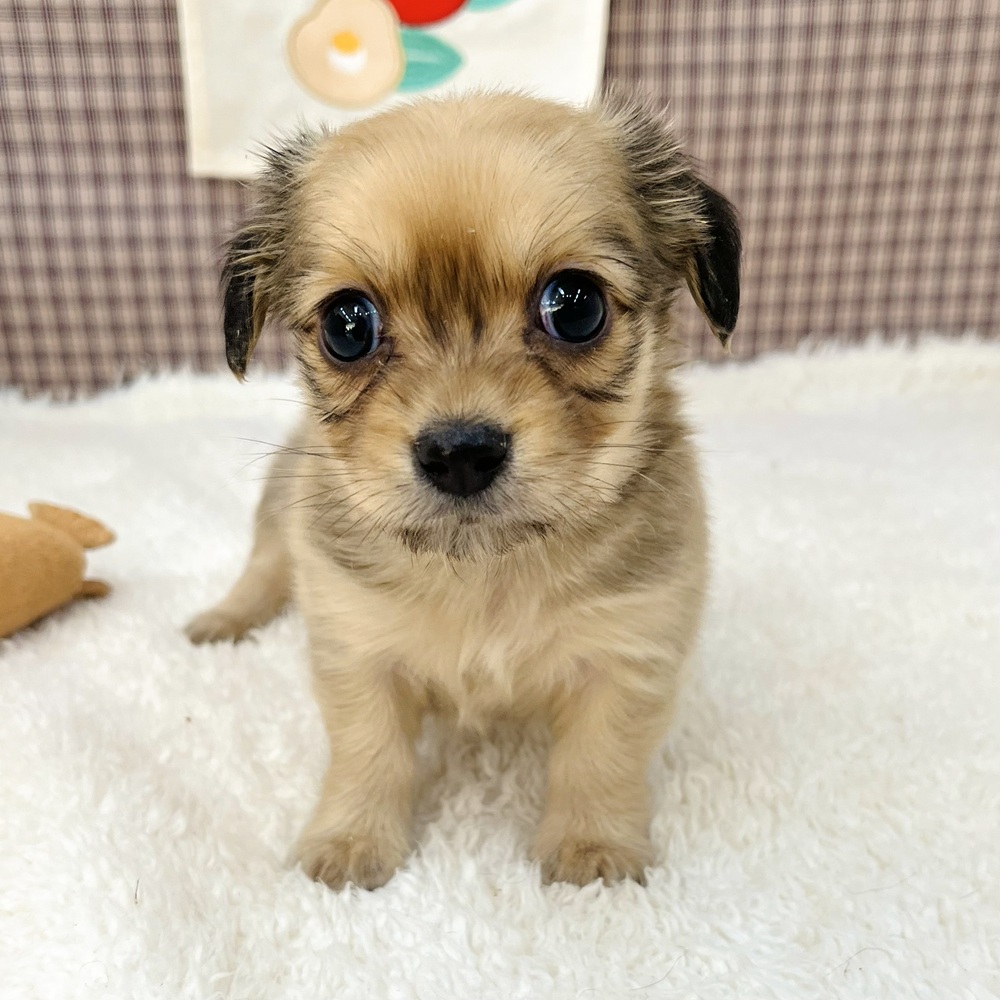愛知県のチワックス(チワワ×ダックス) (犬の家＆猫の里エアポートウォーク店/2025年11月10日生まれ/男の子/フォーン)の子犬の3枚目の画像