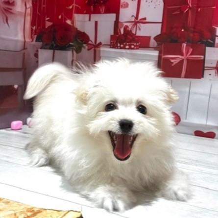 福岡県のポメマル/マルポメ(ポメラニアン×マルチーズ) (犬の家＆猫の里トリアス久山店/2025年11月10日生まれ/男の子/ホワイト)の子犬の3枚目の画像