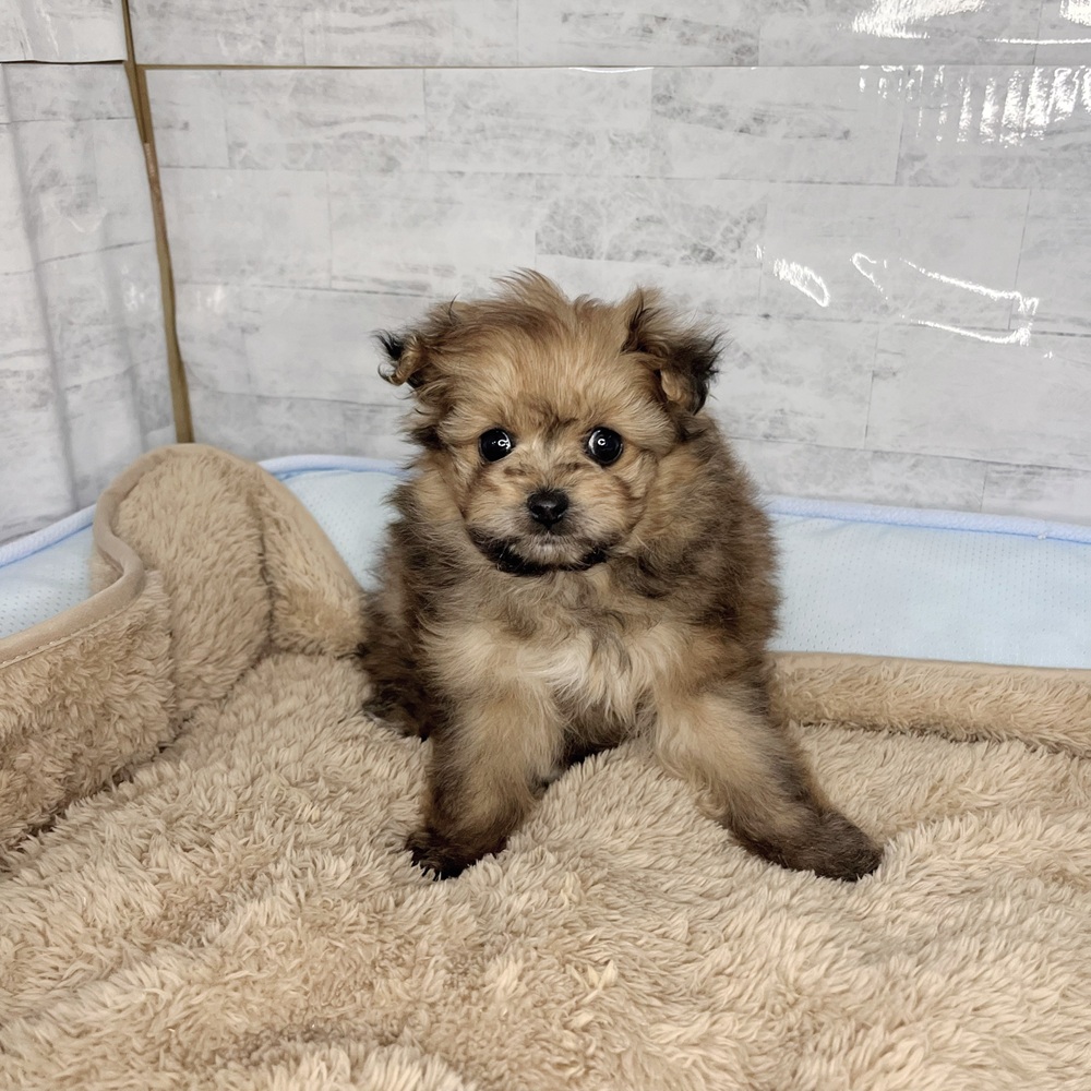 長野県のポメマル/マルポメ(ポメラニアン×マルチーズ) (犬の家＆猫の里塩尻店/2025年11月10日生まれ/男の子/フォーン)の子犬の3枚目の画像