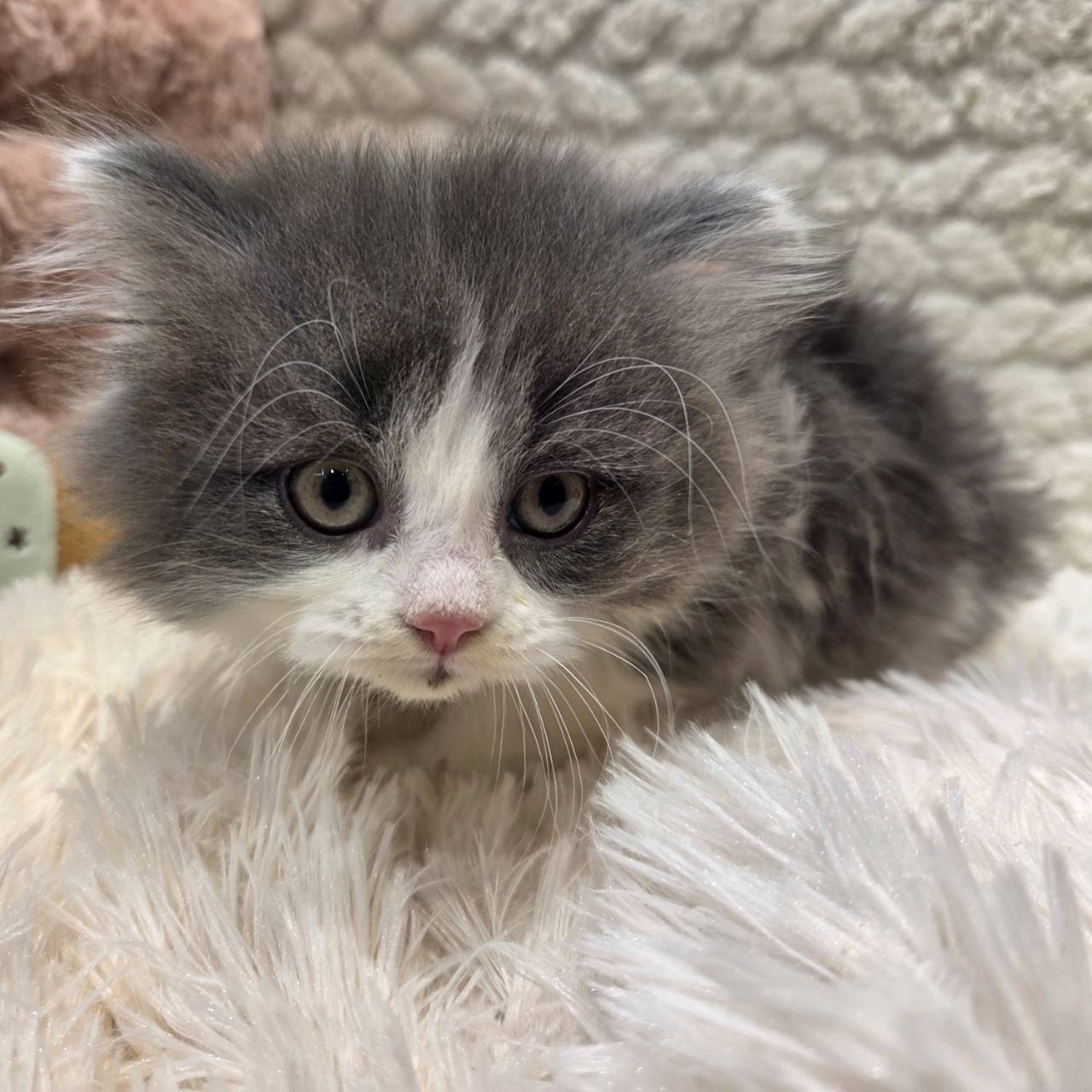 長野県のマンチカン (犬の家＆猫の里カインズ梓川店/2025年11月2日生まれ/男の子/ブルーホワイト)の子猫の3枚目の画像