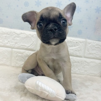 静岡県のフレンチブルドッグ (犬の家＆猫の里マークイズ静岡店/2025年11月7日生まれ/男の子/フォーンホワイト)の子犬