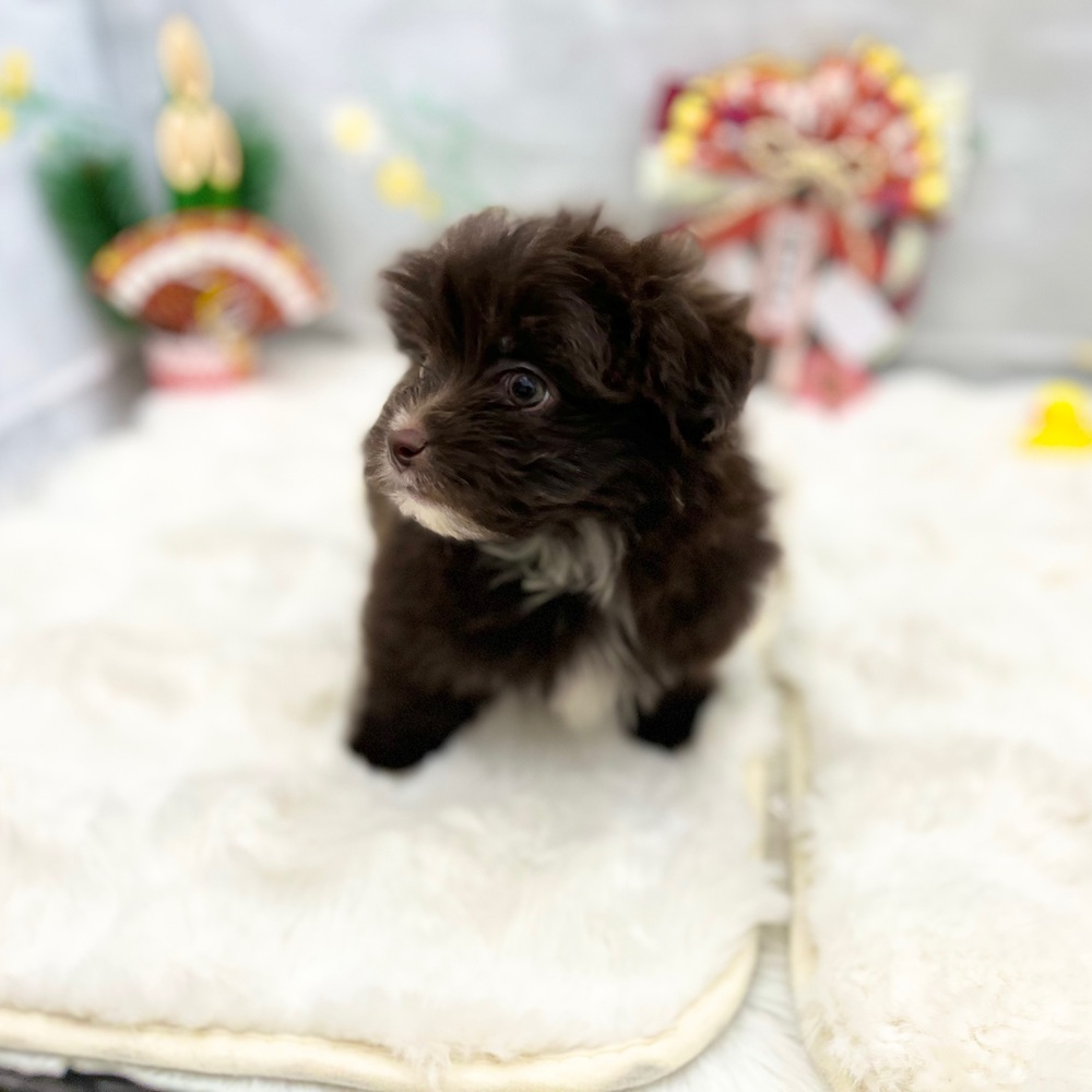 静岡県のポメマル/マルポメ(ポメラニアン×マルチーズ) (犬の家＆猫の里MEGAドン・キホーテ袋井店/2025年11月8日生まれ/男の子/チョコレートホワイト)の子犬の3枚目の画像