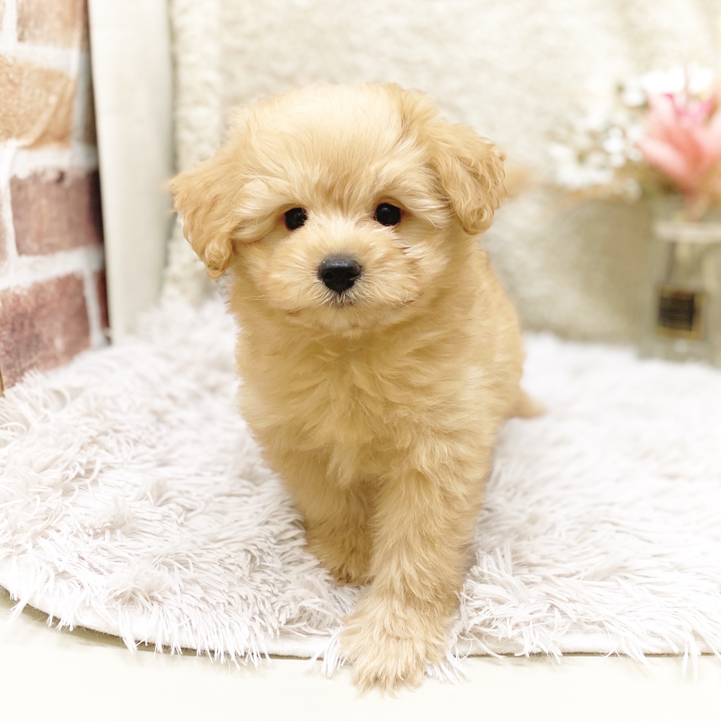 静岡県のポメプー(ポメラニアン×プードル) (犬の家＆猫の里藤枝店/2025年11月8日生まれ/男の子/オレンジ)の子犬の3枚目の画像