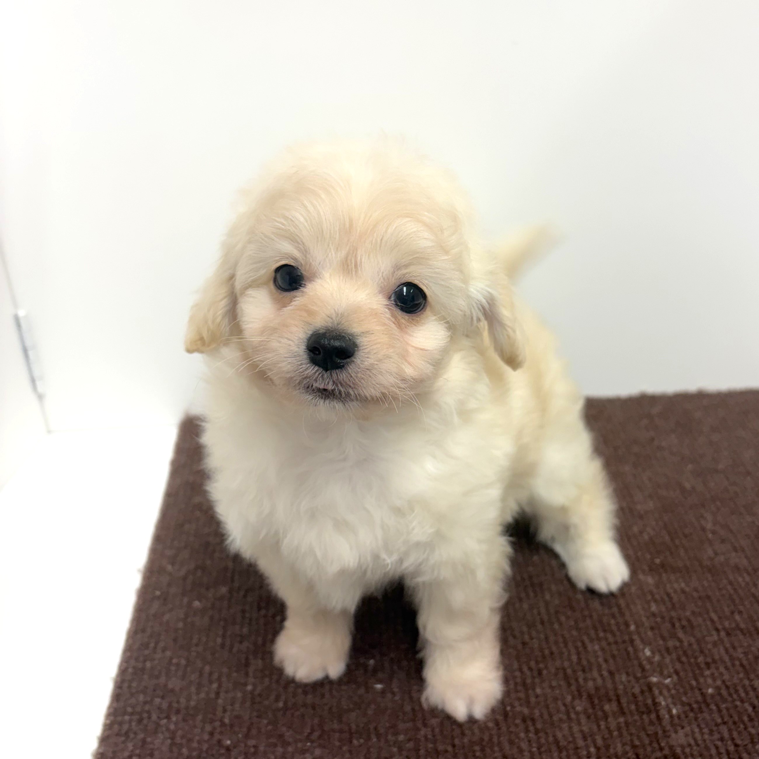 神奈川県のチワプー/プーチー(チワワ×プードル) (犬の家＆猫の里相模原店/2025年11月8日生まれ/男の子/クリーム)の子犬の3枚目の画像