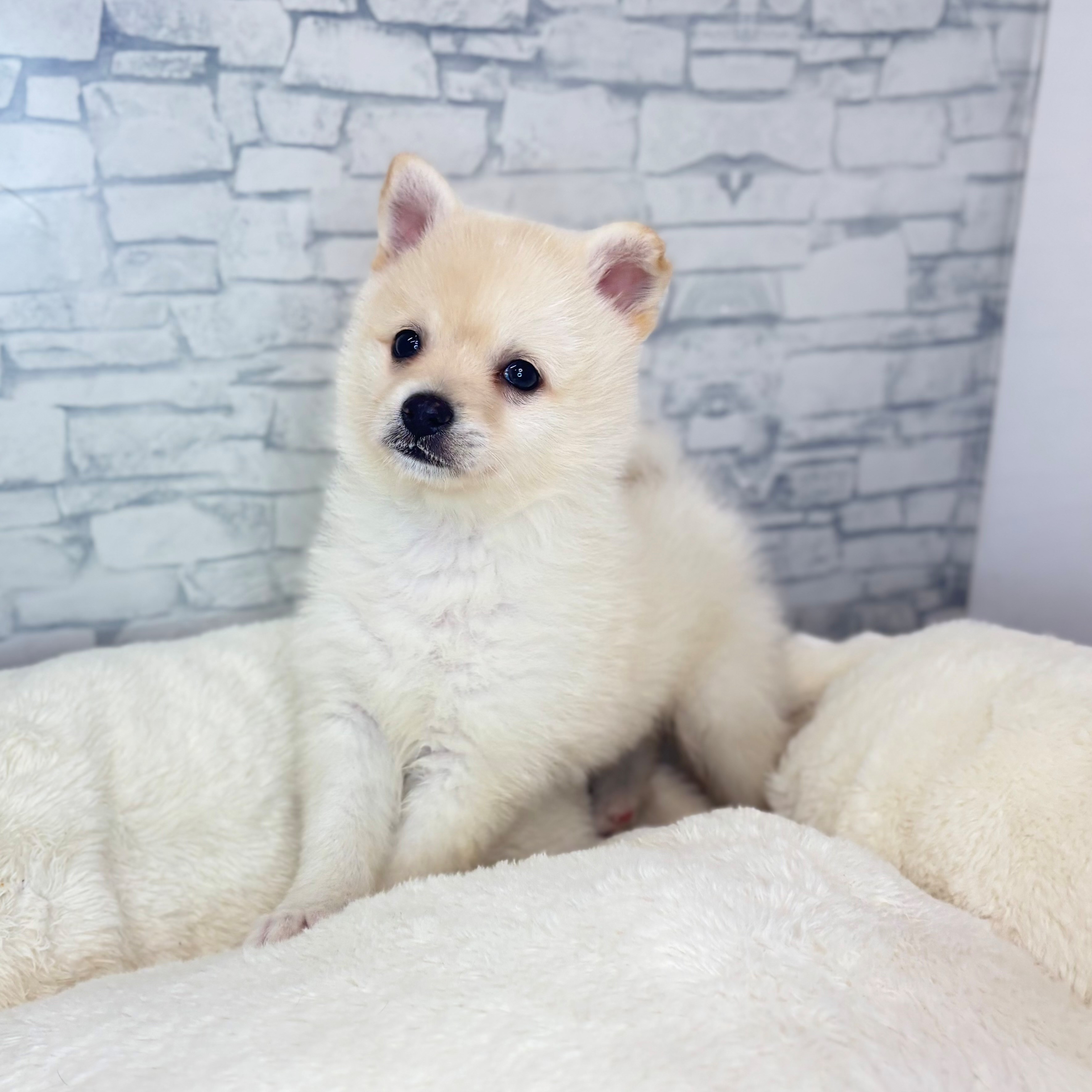 長野県のチワ柴/柴チワ/チワシバ(チワワ×柴) (犬の家＆猫の里長野店/2025年11月8日生まれ/女の子/白)の子犬の3枚目の画像