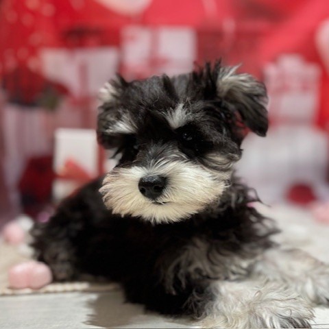 福岡県のミニチュアシュナウザー (犬の家＆猫の里トリアス久山店/2025年11月6日生まれ/女の子/ブラックシルバー)の子犬の3枚目の画像