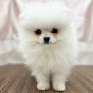 兵庫県のポメラニアン (犬の家＆猫の里カナート西神戸店/2025年11月4日生まれ/男の子/クリーム)の子犬の3枚目の画像