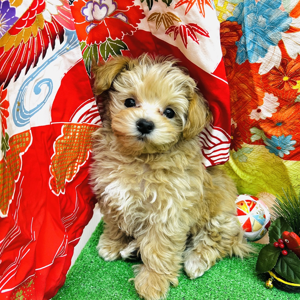 愛知県のマルプー(マルチーズ×プードル) (犬の家＆猫の里名古屋天白店/2025年11月12日生まれ/男の子/アプリコット)の子犬の3枚目の画像