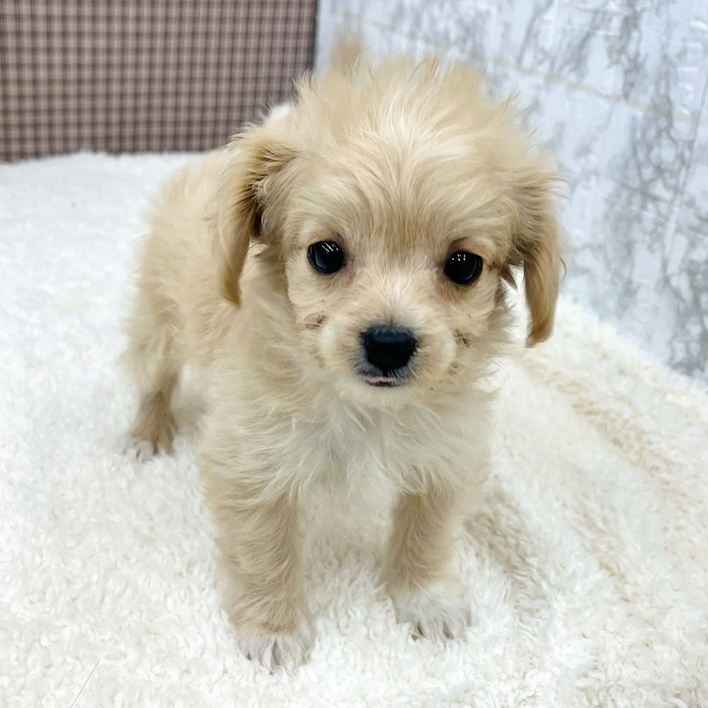 愛知県のチワプー/プーチー(チワワ×プードル) (犬の家＆猫の里エアポートウォーク店/2025年11月7日生まれ/男の子/クリーム)の子犬の3枚目の画像