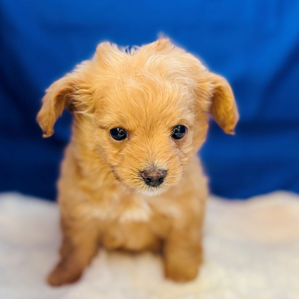 愛知県のチワプー/プーチー(チワワ×プードル) (犬の家＆猫の里愛知刈谷店/2025年11月10日生まれ/男の子/アプリコット)の子犬の3枚目の画像