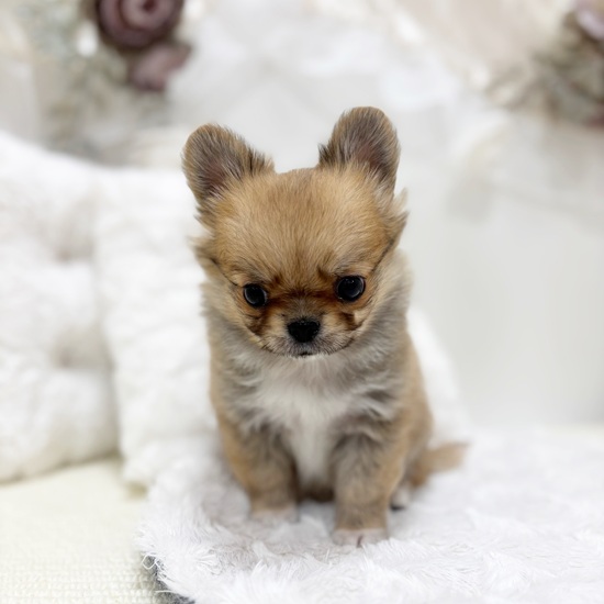 岐阜県のチワワ(ロング) (犬の家＆猫の里カラフルタウン岐阜店/2025年11月12日生まれ/男の子/レッド)の子犬の3枚目の画像