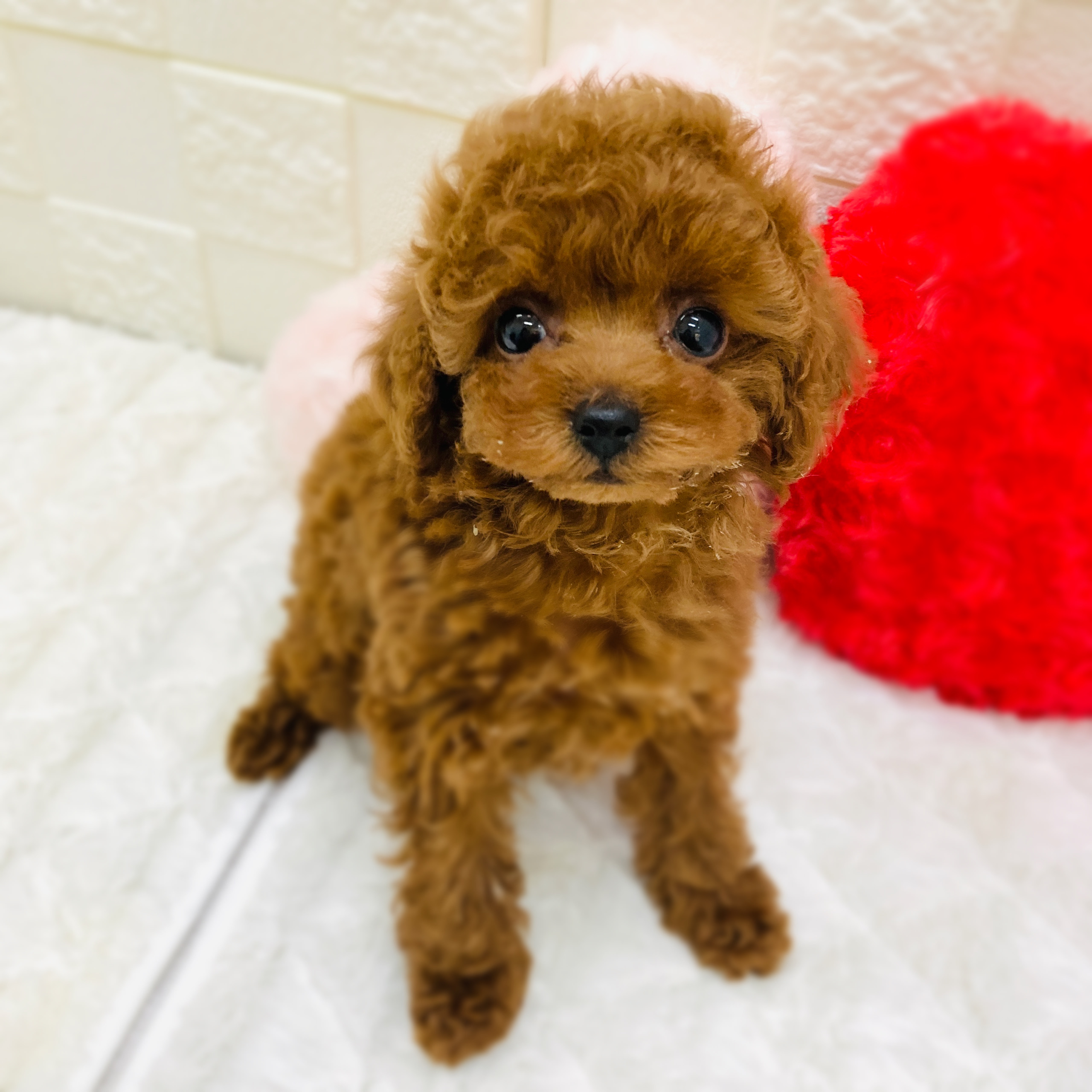 愛知県のトイプードル(タイニー) (犬の家＆猫の里アミーゴ神の倉店/2025年11月10日生まれ/女の子/レッドフォーン)の子犬の3枚目の画像