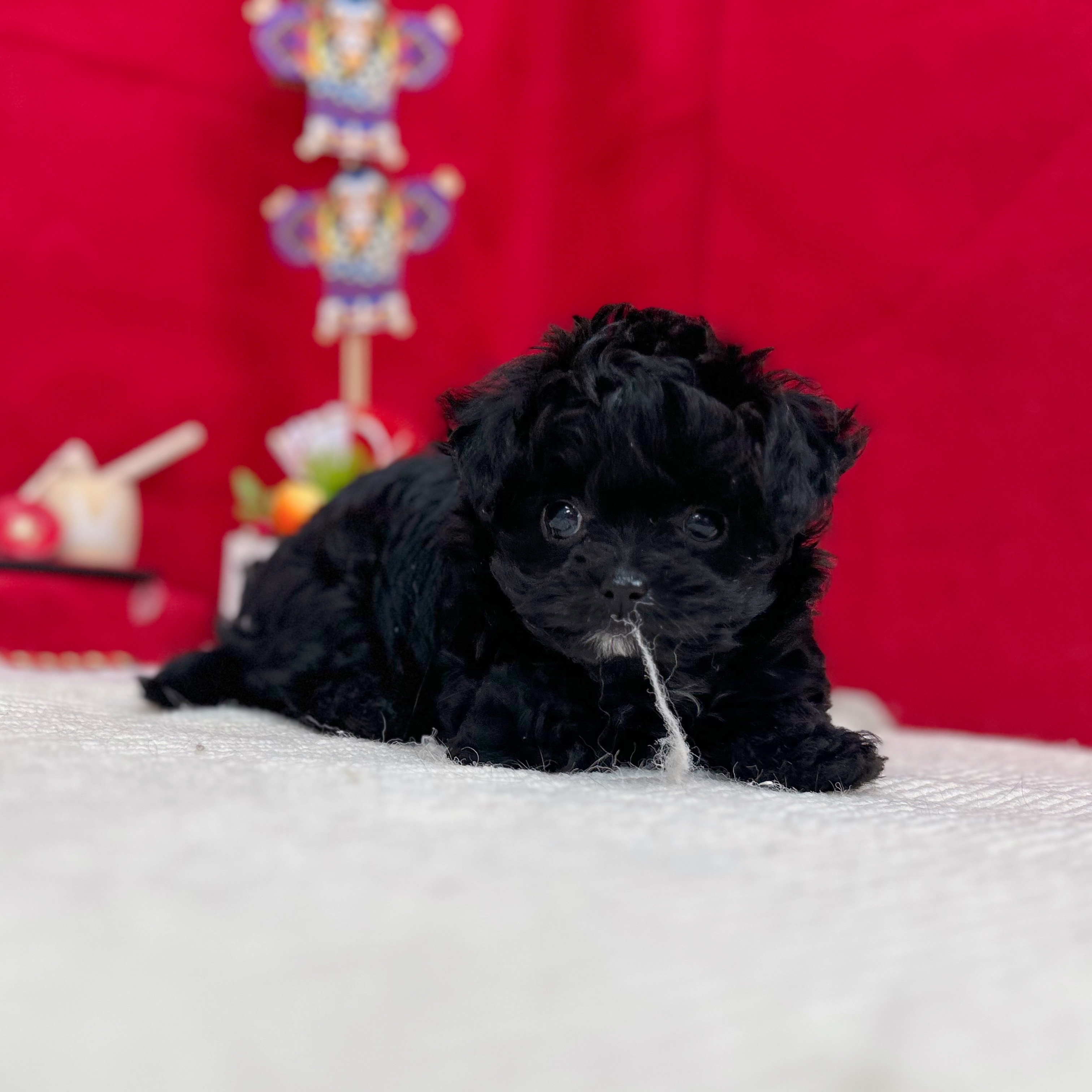 岐阜県のチワプー/プーチー(チワワ×プードル) (犬の家＆猫の里岐南店/2025年11月8日生まれ/女の子/ブラック)の子犬の3枚目の画像