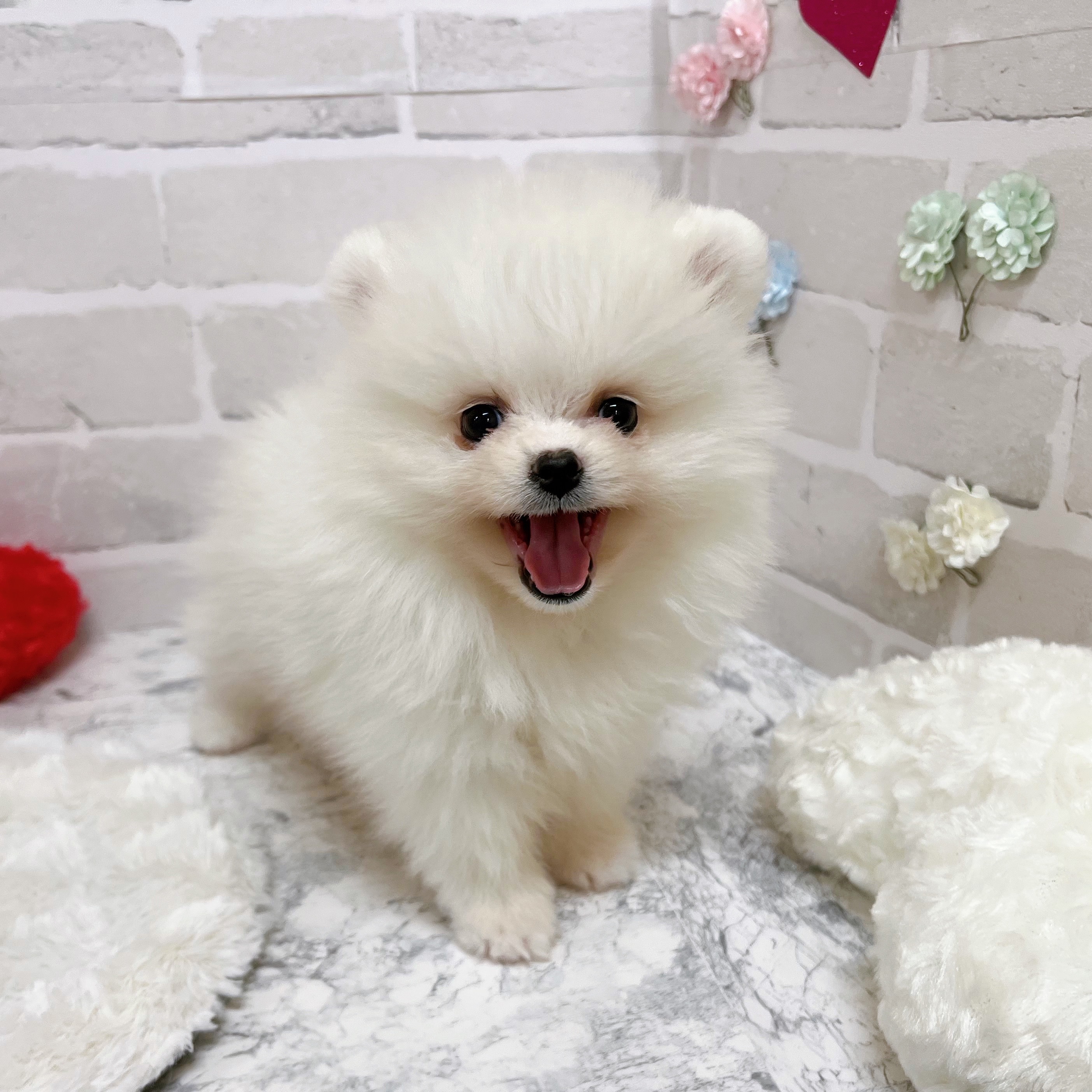 京都府のポメラニアン (犬の家＆猫の里京都精華店/2025年11月13日生まれ/男の子/クリーム)の子犬の3枚目の画像