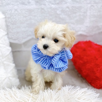 滋賀県のマルプー(マルチーズ×プードル) (犬の家＆猫の里長浜店/2025年11月12日生まれ/男の子/クリーム)の子犬の3枚目の画像