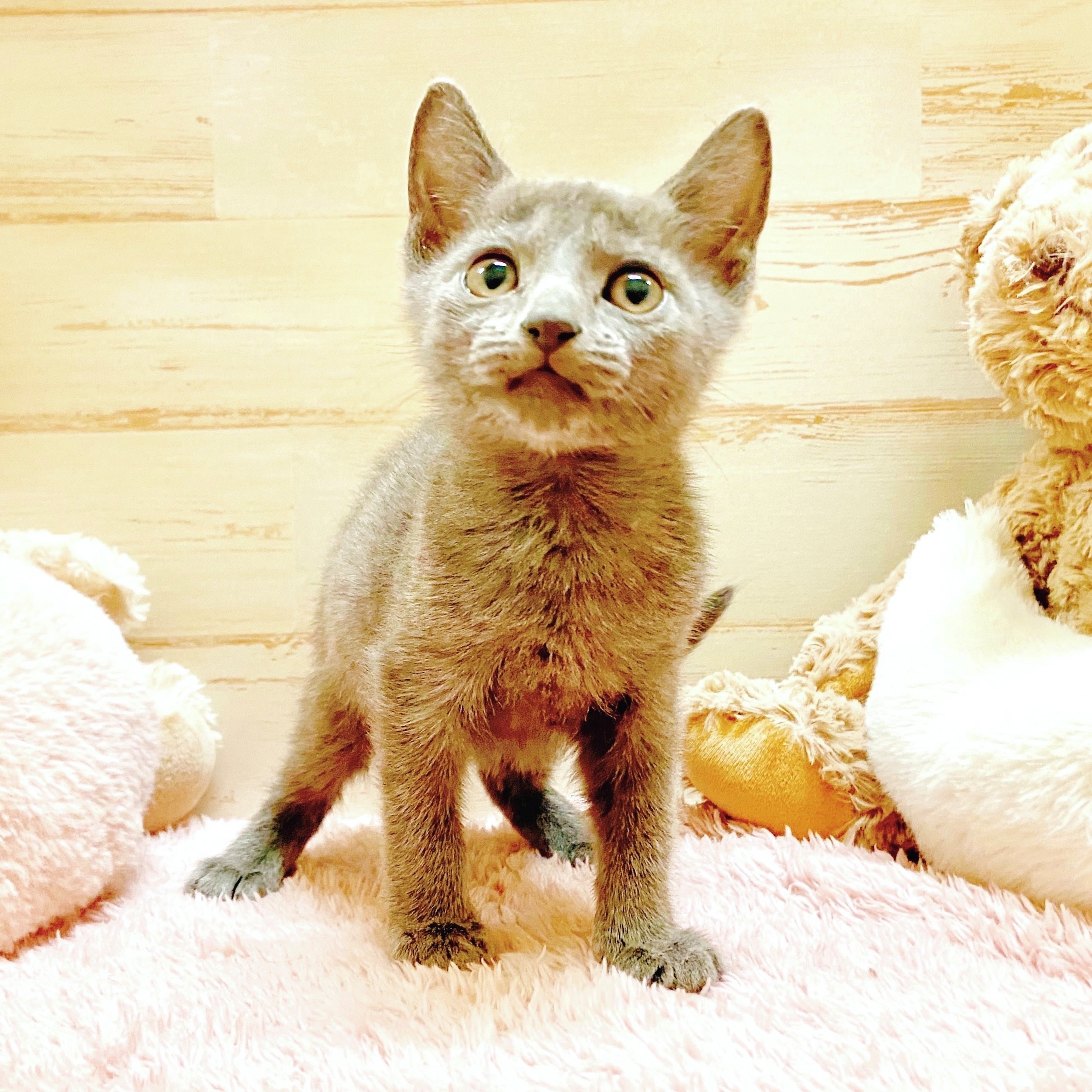 兵庫県のロシアンブルー (犬の家＆猫の里神戸店/2025年11月2日生まれ/男の子/ブルー)の子猫の3枚目の画像