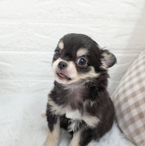 愛知県のチワワ(ロング) (犬の家＆猫の里豊川インター店/2025年11月10日生まれ/男の子/ブラッククリーム)の子犬の3枚目の画像