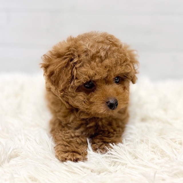 愛知県のトイプードル(タイニー) (犬の家＆猫の里豊田店/2025年11月13日生まれ/男の子/レッドフォーン)の子犬の3枚目の画像