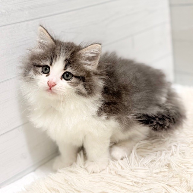 愛知県のノルウェージャンフォレストキャット (犬の家＆猫の里豊田店/2025年11月8日生まれ/女の子/ブルータビーホワイト)の子猫の3枚目の画像