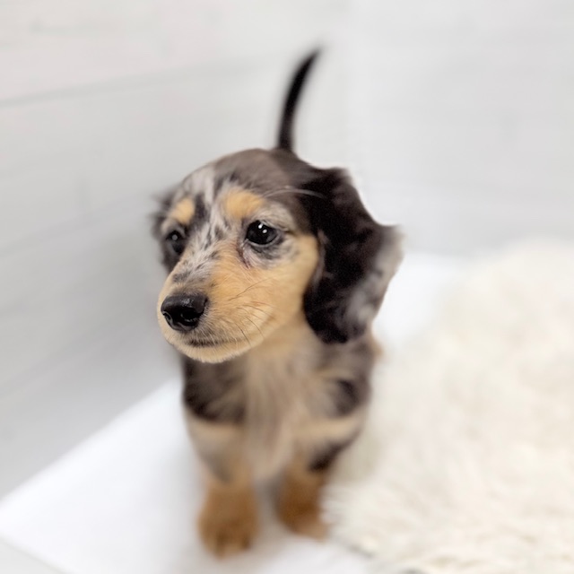 愛知県のミニチュアダックスフンド(ロング) (犬の家＆猫の里豊田店/2025年11月14日生まれ/男の子/シルバーダップル)の子犬の3枚目の画像