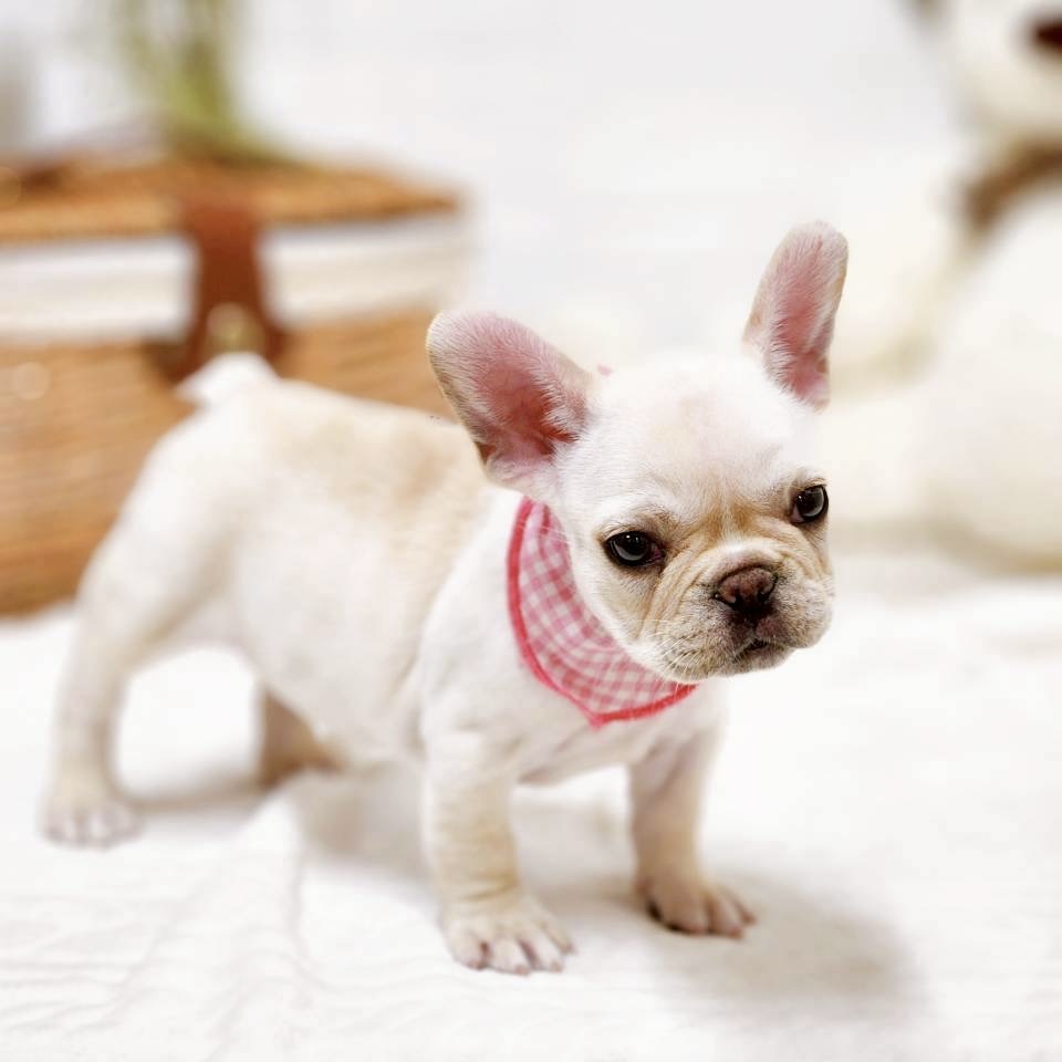 滋賀県のフレンチブルドッグ (犬の家＆猫の里近江八幡店/2025年11月15日生まれ/女の子/クリーム)の子犬の3枚目の画像