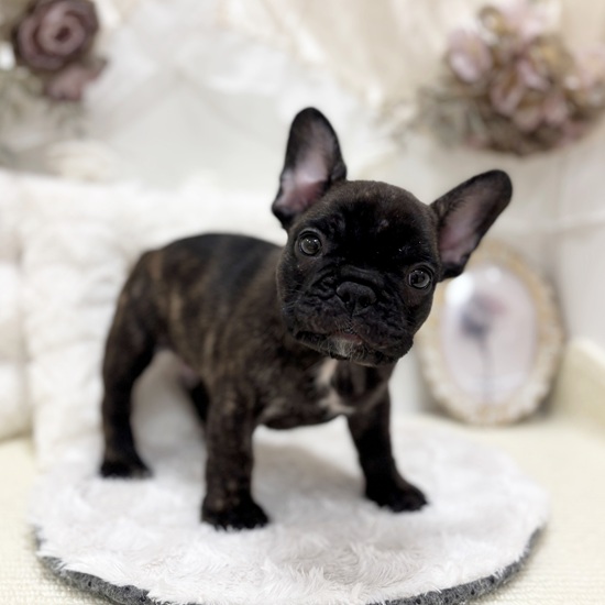 岐阜県のフレンチブルドッグ (犬の家＆猫の里カラフルタウン岐阜店/2025年11月15日生まれ/男の子/ブリンドル)の子犬の3枚目の画像