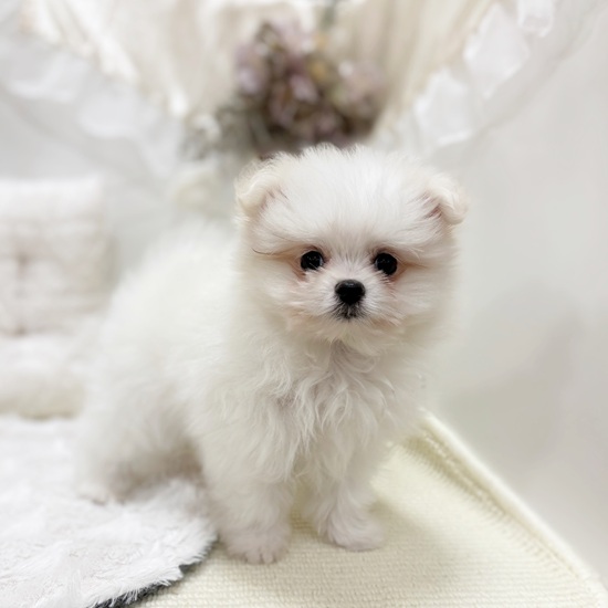 岐阜県のポメマル/マルポメ(ポメラニアン×マルチーズ) (犬の家＆猫の里カラフルタウン岐阜店/2025年11月10日生まれ/男の子/クリームホワイト)の子犬の3枚目の画像